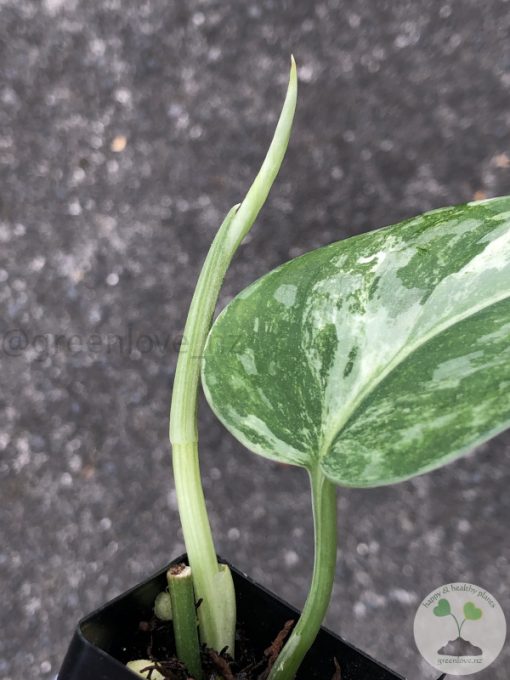Rare Scindapsus Exotica ‘Bahorok’ - B
