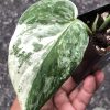 Rare Scindapsus Exotica ‘Bahorok’ - C