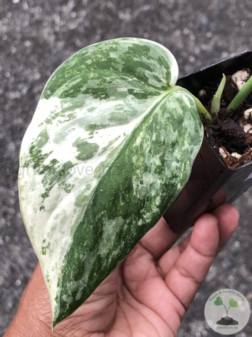 Rare Scindapsus Exotica ‘Bahorok’ - C
