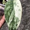 Rare Scindapsus Exotica ‘Bahorok’ - A