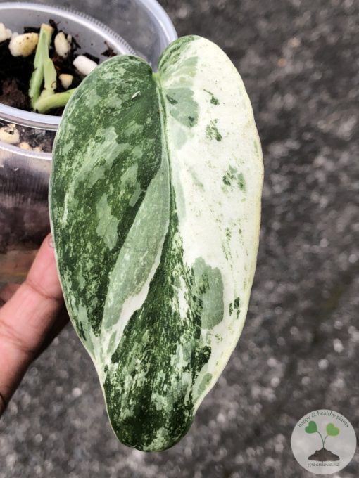 Rare Scindapsus Exotica ‘Bahorok’ - A