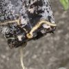 Rare Scindapsus Exotica ‘Bahorok’ - A