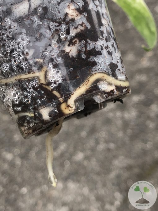 Rare Scindapsus Exotica ‘Bahorok’ - A