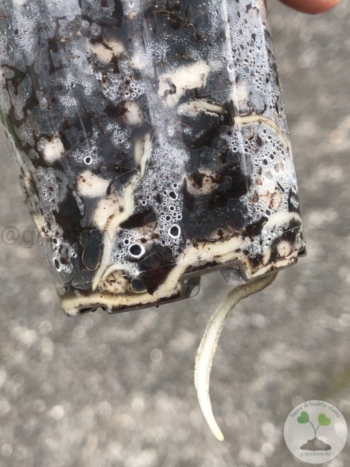 Rare Scindapsus Exotica ‘Bahorok’ - A