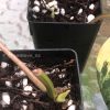 Philodendron Variegated Micans - C
