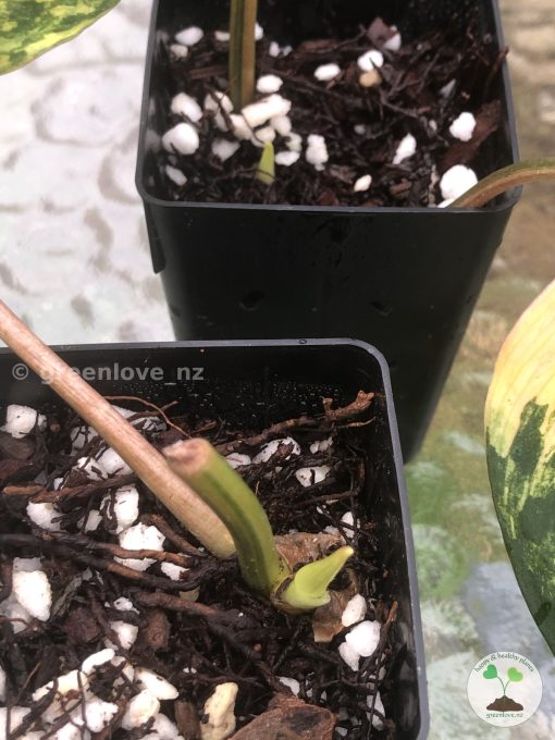 Philodendron Variegated Micans - C