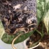 Rare Scindapsus Exotica ‘Bahorok’ - A