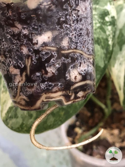 Rare Scindapsus Exotica ‘Bahorok’ - A