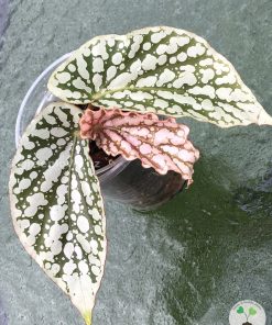 IMG_7949 Begonia Juanita Jewel
