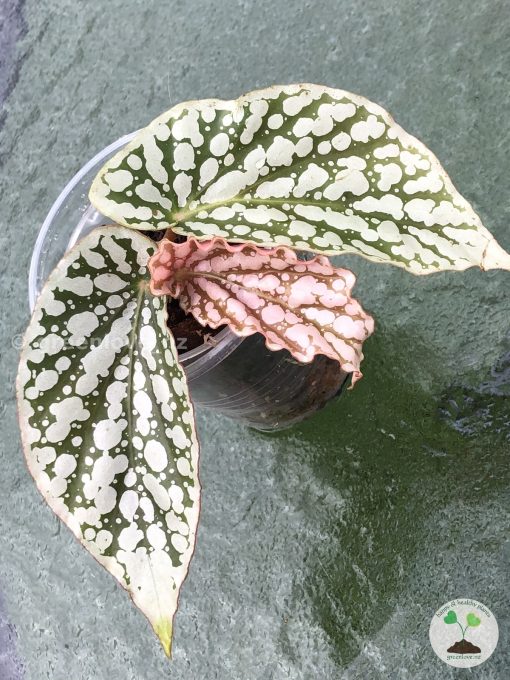 Begonia Juanita Jewel