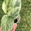 Rare Scindapsus Moonlight Marble