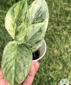 Rare Scindapsus Moonlight Marble