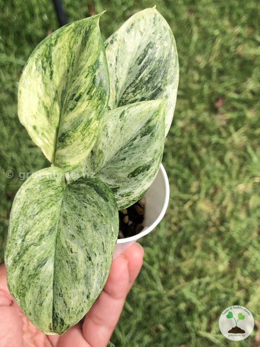 Rare Scindapsus Moonlight Marble