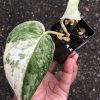 Rare Scindapsus Exotica ‘Bahorok’ - C
