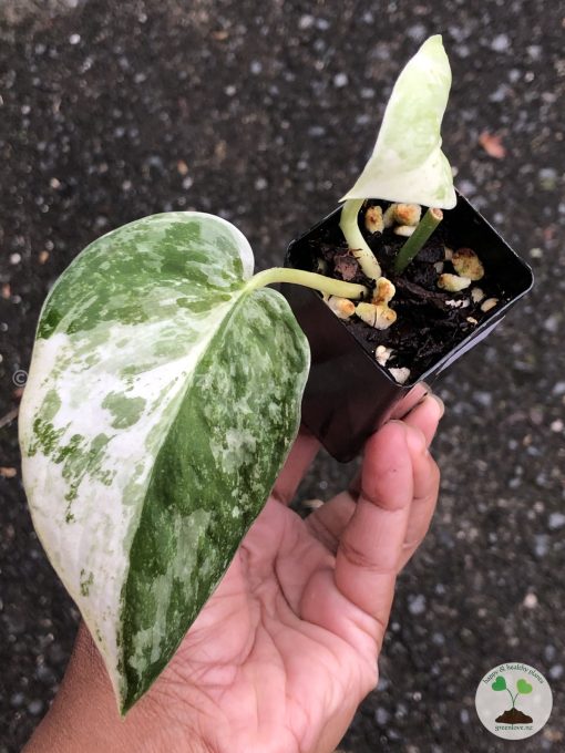 Rare Scindapsus Exotica ‘Bahorok’ - C