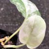 Rare Scindapsus Exotica ‘Bahorok’ - C
