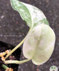 Rare Scindapsus Exotica ‘Bahorok’ - C