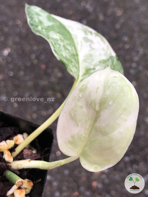 Rare Scindapsus Exotica ‘Bahorok’ - C