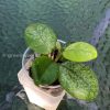 Hoya Obovata hybrid
