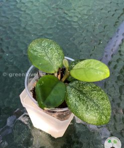 Hoya Obovata hybrid