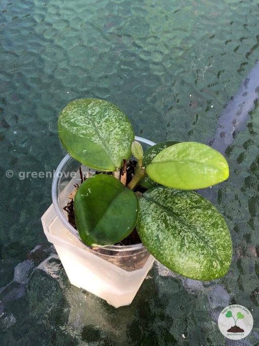 Hoya Obovata hybrid