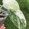 Rare Scindapsus Exotica ‘Bahorok’ - A