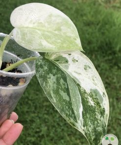 Rare Scindapsus Exotica ‘Bahorok’ - A