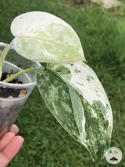 Rare Scindapsus Exotica ‘Bahorok’ - A
