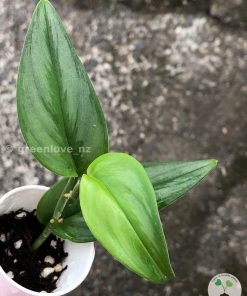 Scindapsus Officinalis Borneo
