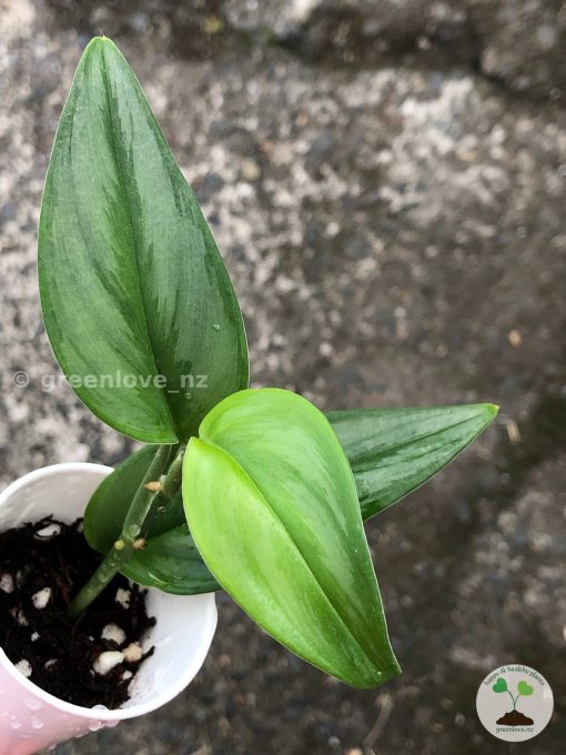 Scindapsus Officinalis Borneo