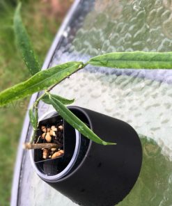 Hoya Amrita