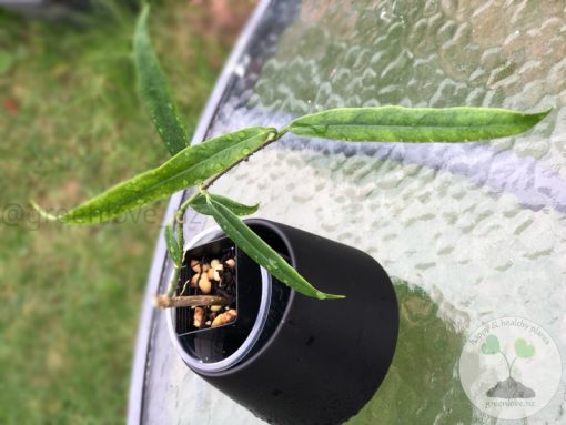 Hoya Amrita