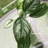 Rare Scindapsus Sumatra