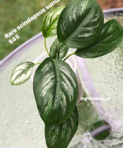 Rare Scindapsus Sumatra