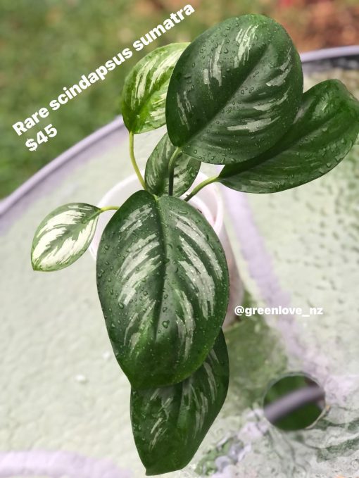 Rare Scindapsus Sumatra