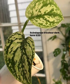 Scindapsus Tricolour Dark form (Clone 1)