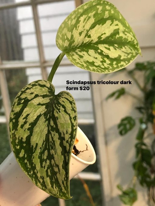 Scindapsus Tricolour Dark form (Clone 1)
