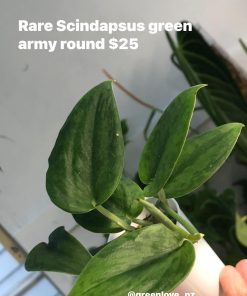 Rare Scindapsus Green Army (round)
