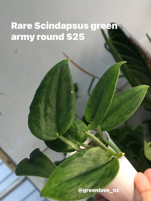 Rare Scindapsus Green Army (round)