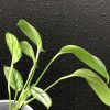 Rare Scindapsus Sumatra