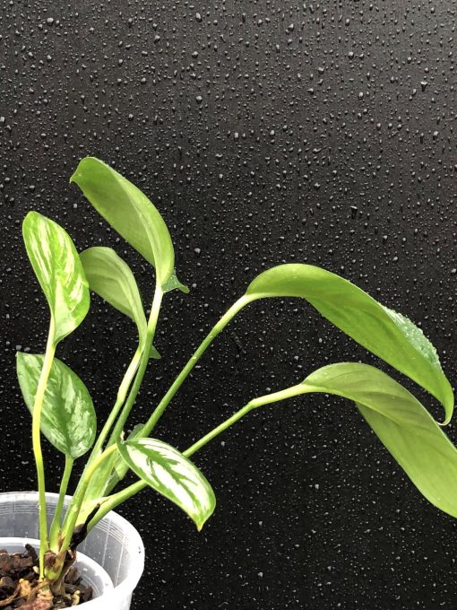 Rare Scindapsus Sumatra