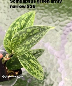 Rare Scindapsus Green Army (narrow)