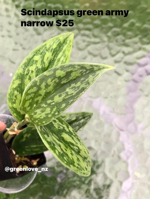 Rare Scindapsus Green Army (narrow)