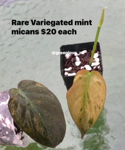 Rare Variegated Mint Micans