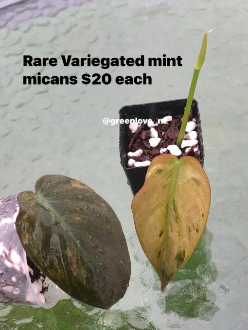 Rare Variegated Mint Micans