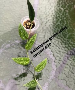 Rare Scindapsus Green Army (narrow)