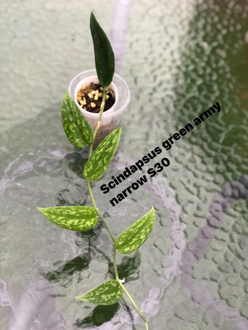 Rare Scindapsus Green Army (narrow)