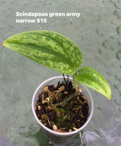 Rare Scindapsus Green Army (narrow)