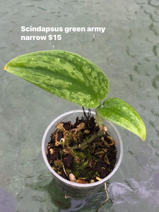Rare Scindapsus Green Army (narrow)