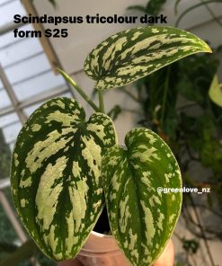 Scindapsus Tricolour Dark form (Clone 1)
